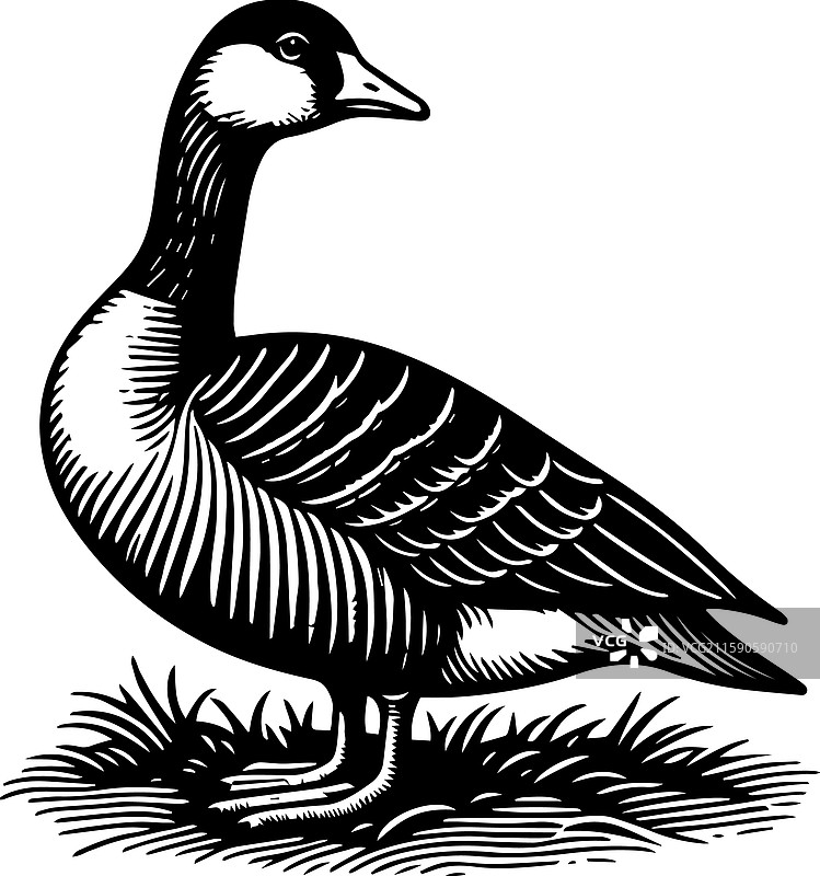 简单的图卢兹鹅站立图标复古标志图片素材