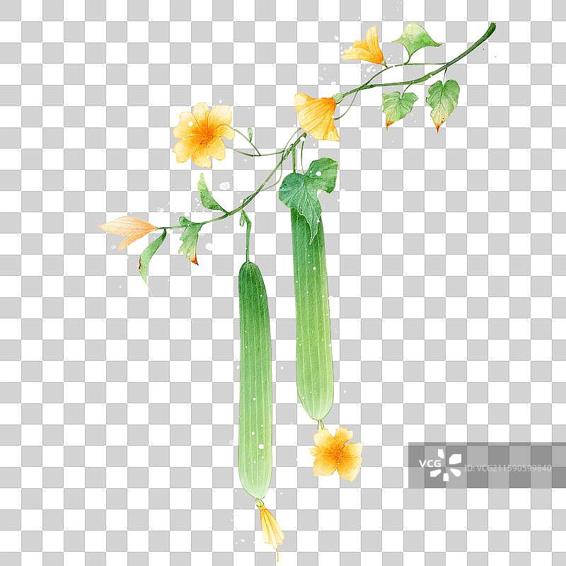 手绘本草纲目插画菜部丝瓜图片素材