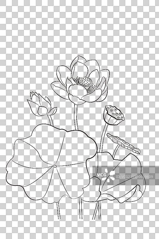 矢量清新荷花图片素材