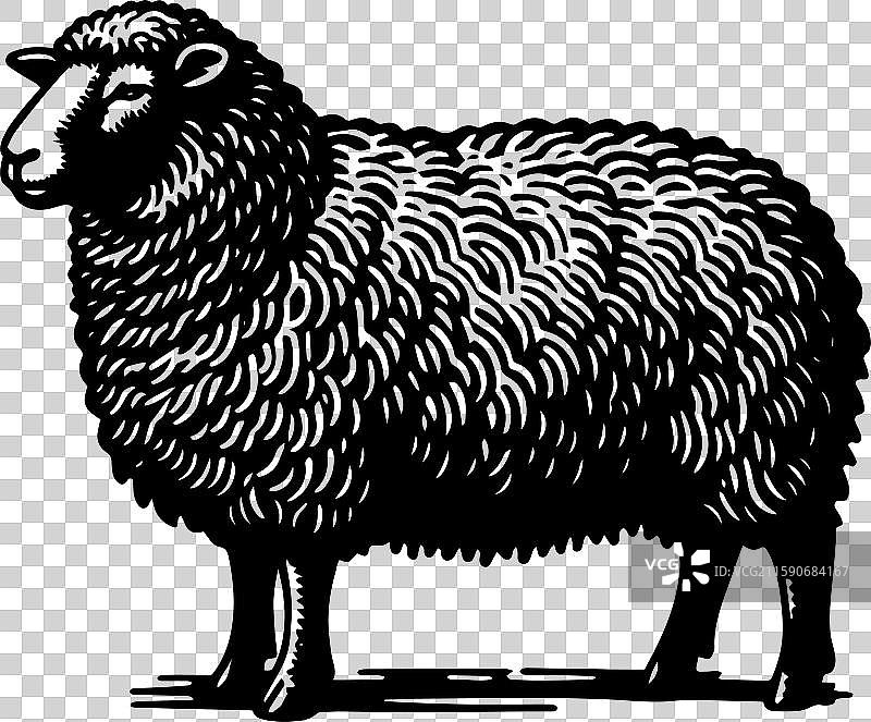 简单的萨福克羊侧面图标设计图片素材