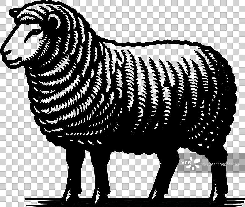 简单的萨福克羊侧面图标设计图片素材