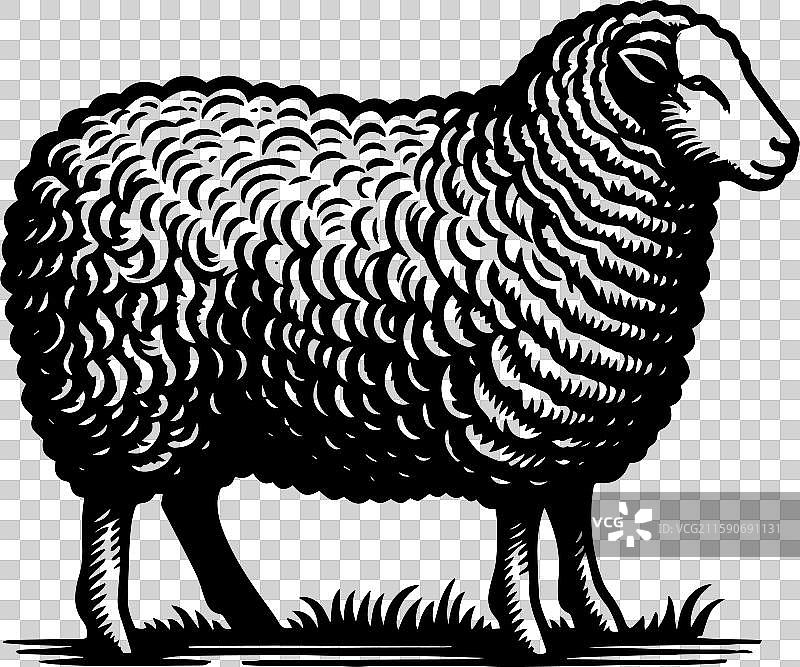 简单的萨福克羊侧面图标设计图片素材