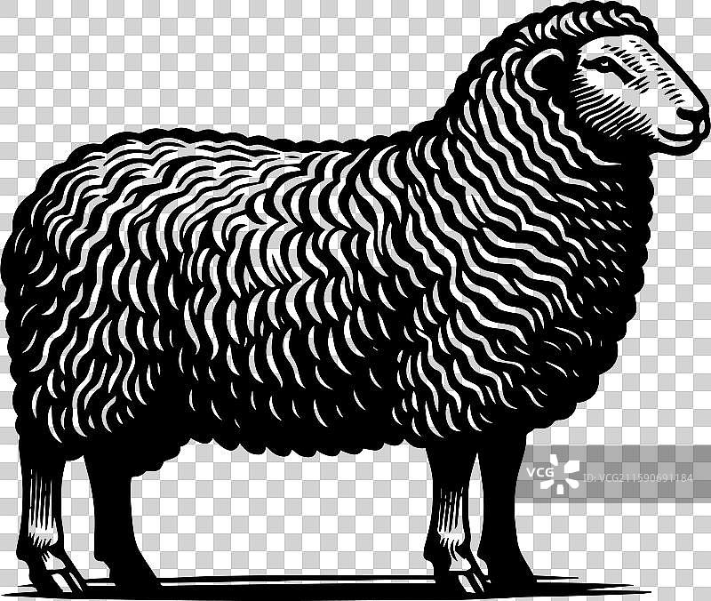 简单的萨福克羊侧面图标设计图片素材