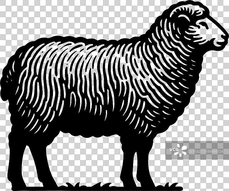 简单的萨福克羊侧面图标设计图片素材