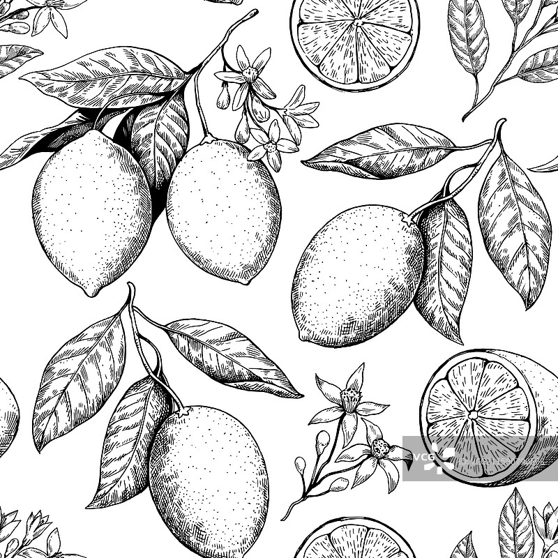 无缝图案，带有果实的柠檬枝图片素材