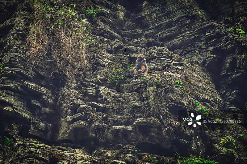 湖北宜昌三峡人家景区猴山图片素材