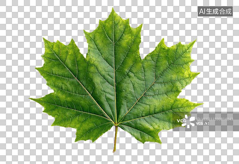 【AI数字艺术】一片翠绿的枫叶特写图片素材