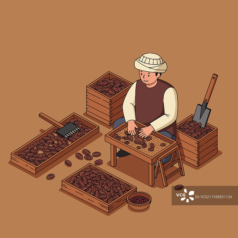 男人正在将咖啡豆分类到木箱中图片素材