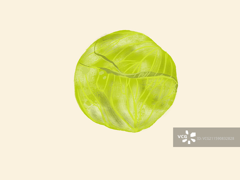 包菜图片素材