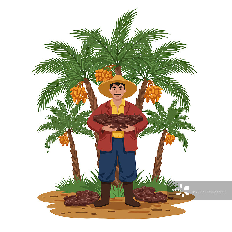 农民手持从棕榈树上采摘的新鲜枣子图片素材