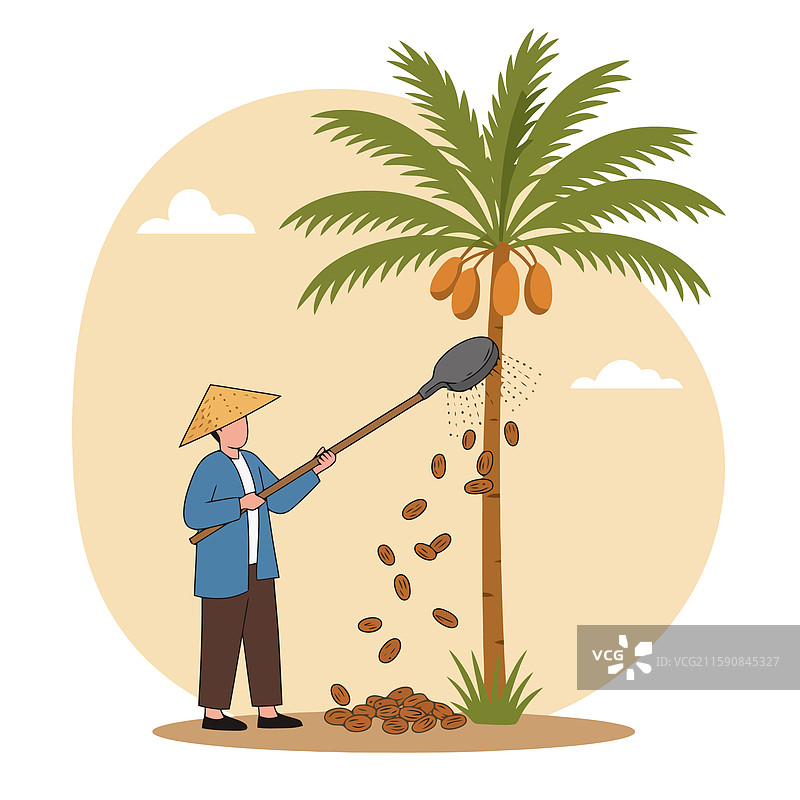 从棕榈树上采摘枣子的过程图片素材
