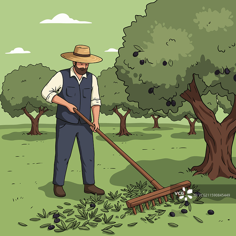在农场用耙子收获橄榄图片素材