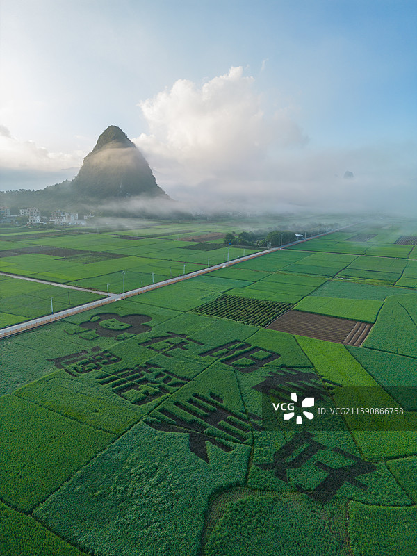 航拍清晨的马兰稻田画（在阳春，遇稻美好）风光，中国广东省阳江市阳春市马水镇马兰村图片素材