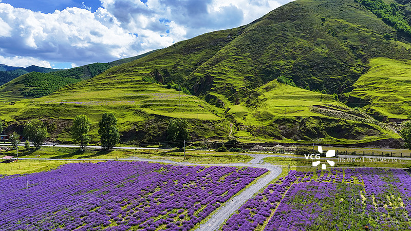 新都桥薰衣草花园川西普罗旺斯蓝天白云高原山脚下的紫色花海图片素材