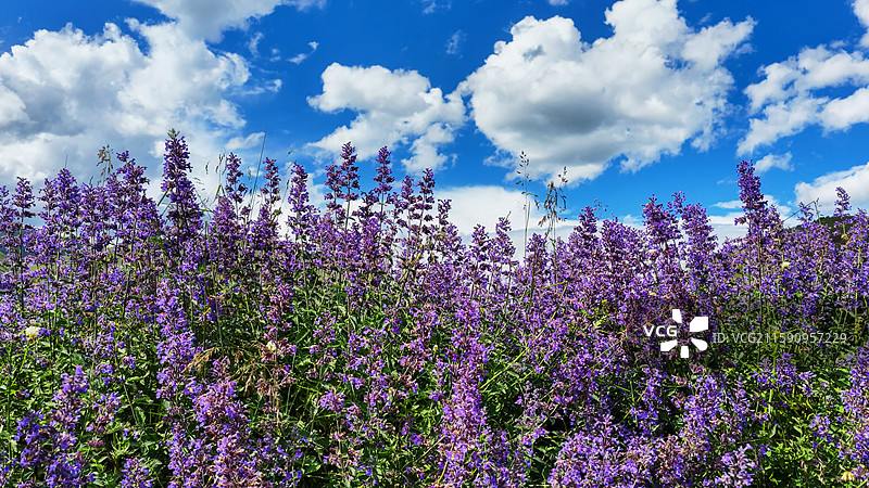 新都桥薰衣草花园川西普罗旺斯蓝天白云高原山脚下的紫色花海图片素材