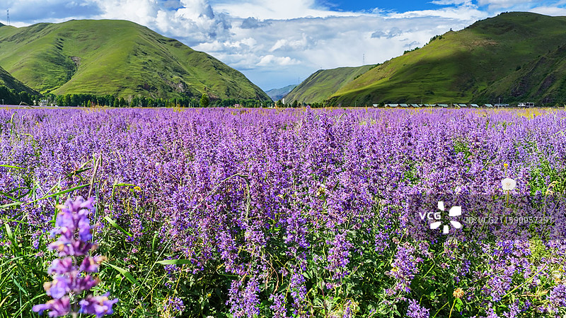 新都桥薰衣草花园川西普罗旺斯蓝天白云高原山脚下的紫色花海图片素材