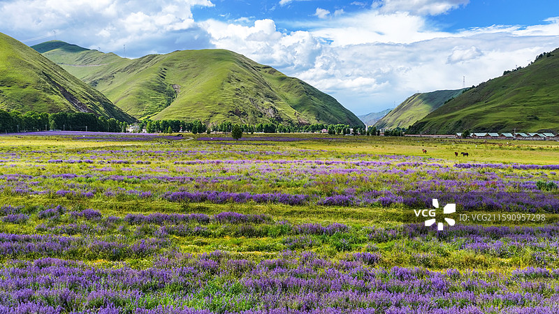 新都桥薰衣草花园川西普罗旺斯蓝天白云高原山脚下的紫色花海图片素材