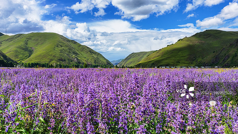 新都桥薰衣草花园川西普罗旺斯蓝天白云高原山脚下的紫色花海图片素材