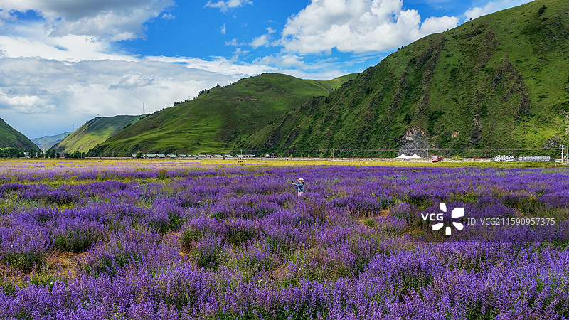 新都桥薰衣草花园川西普罗旺斯蓝天白云高原山脚下的紫色花海图片素材