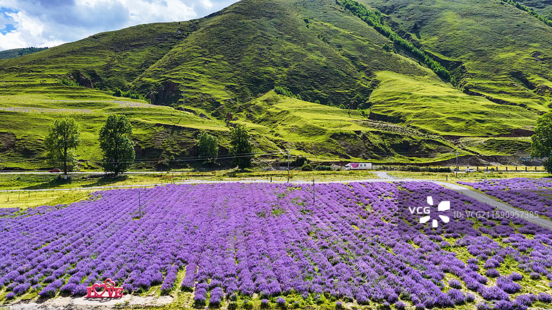 新都桥薰衣草花园川西普罗旺斯蓝天白云高原山脚下的紫色花海图片素材