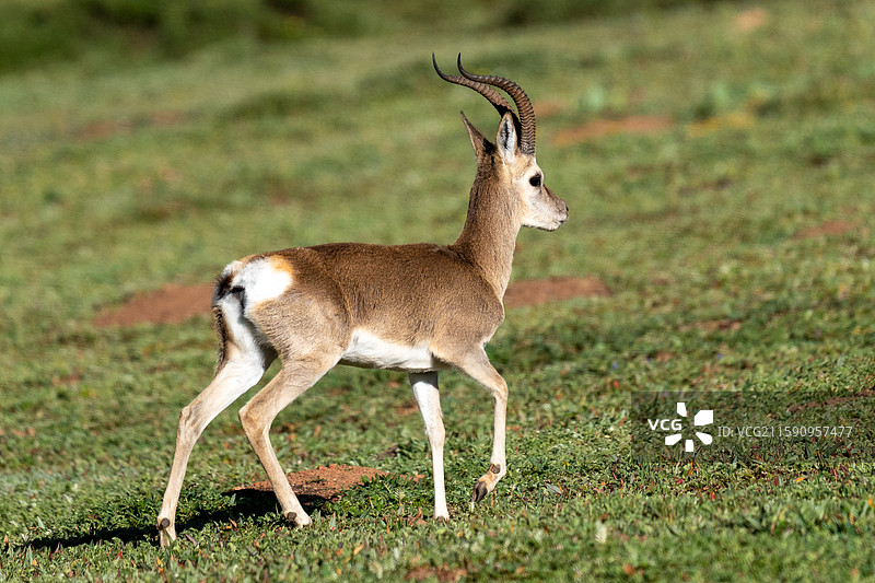 普氏原羚（回家一级保护动物）图片素材