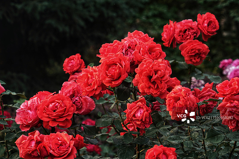 夏天公园里的月季花图片素材