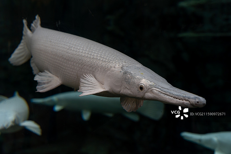 海洋公园白色鳄雀鳝图片素材