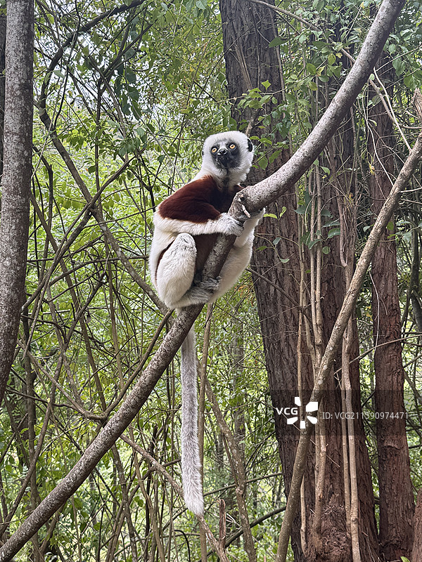 马达加斯加昂达西贝的狐猴图片素材