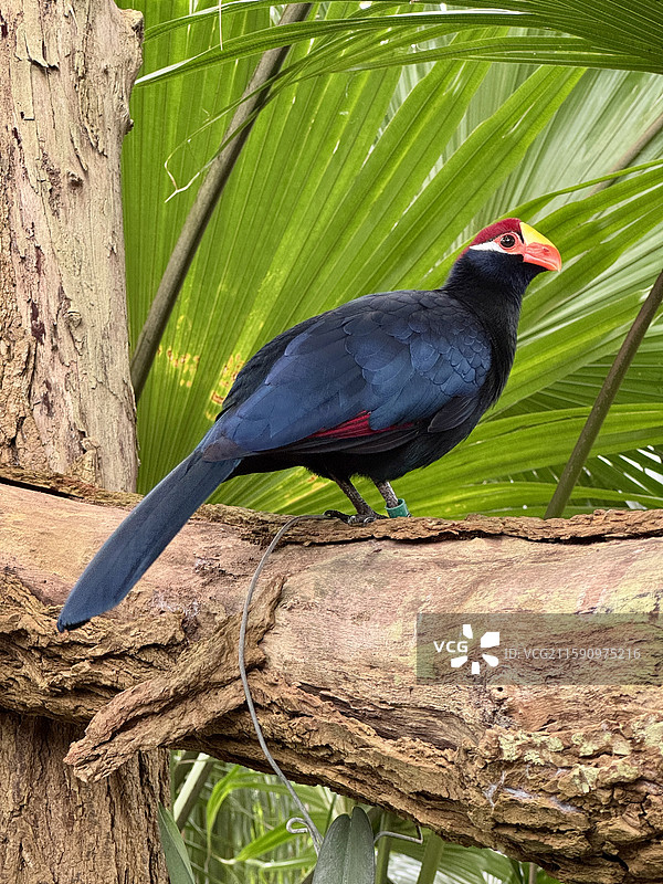 紫蓝蕉鹃。荷兰热带植物园的紫蓝蕉鹃，原产于西非。图片素材