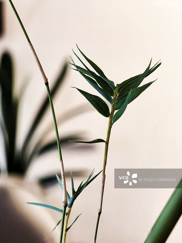 《竹影清韵》 新竹枝叶舒展，在柔和光线里，漾出淡淡清韵，给空间添了几分雅致。图片素材