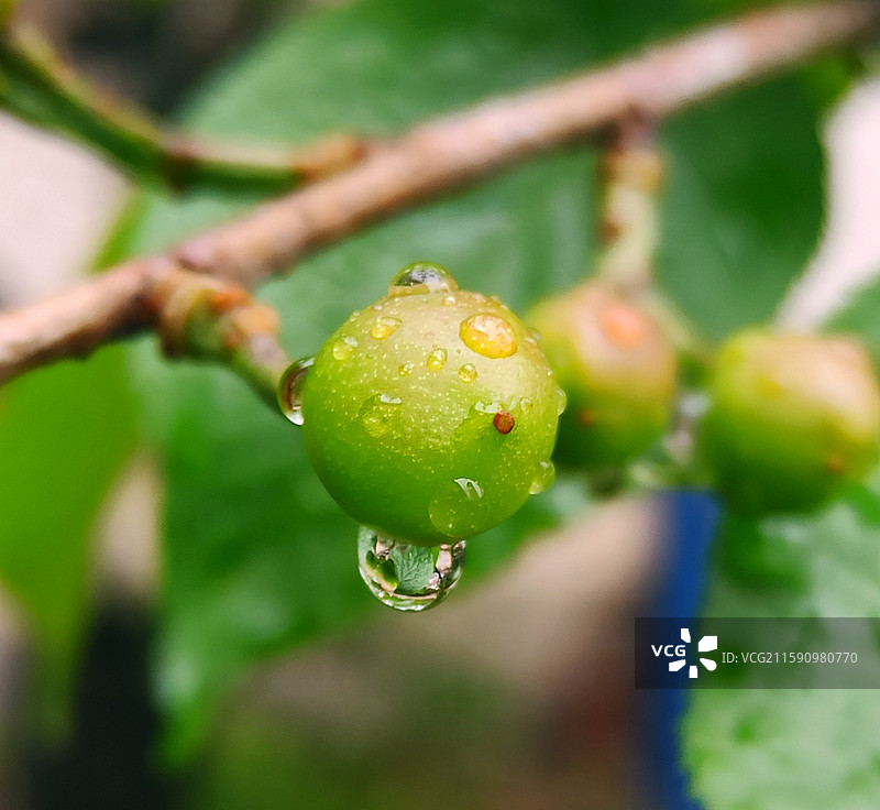 水滴与樱桃图片素材