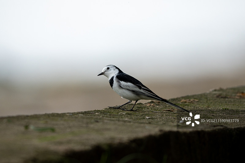 公园里的白鹡鸰图片素材