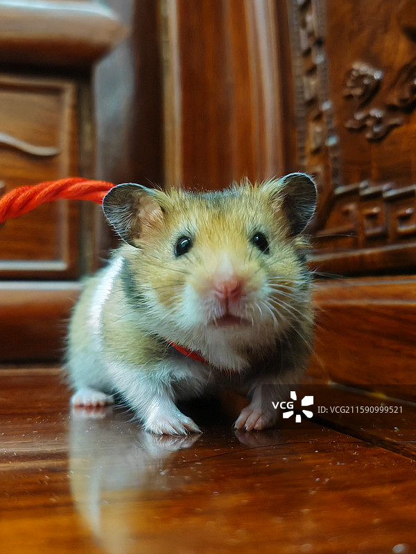 家养小老鼠，可爱金丝熊图片素材