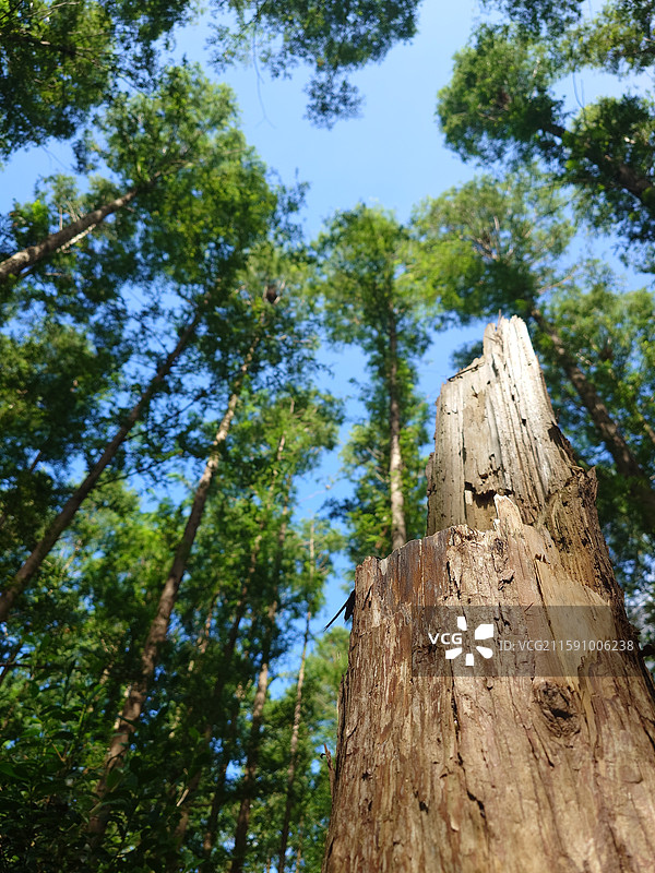 同里湿地公园图片素材