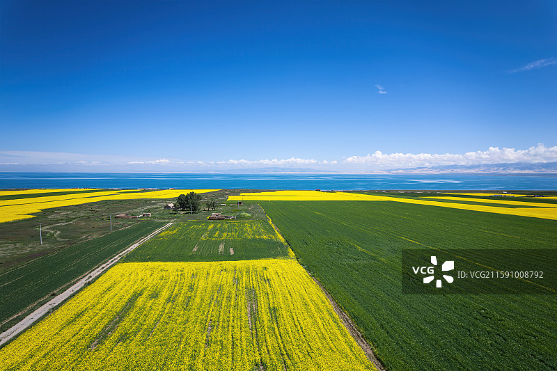 青海省青海湖和青稞麦田油菜花航拍自然风光图片素材