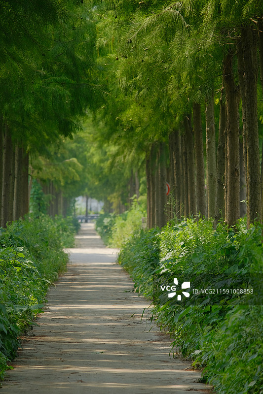 曲径通幽的绿色农村小路图片素材