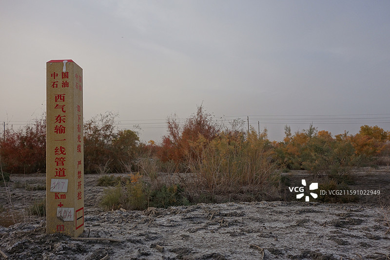 新疆巴音郭楞州轮台县轮台塔里木胡杨林公园图片素材