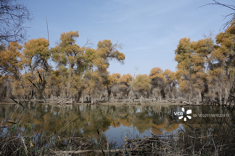 新疆巴音郭楞州轮台县轮台塔里木胡杨林公园百鸟湖图片素材