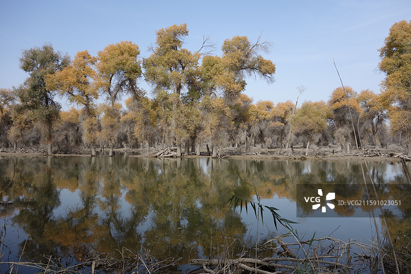 新疆巴音郭楞州轮台县轮台塔里木胡杨林公园百鸟湖图片素材
