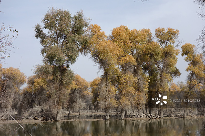 新疆巴音郭楞州轮台县轮台塔里木胡杨林公园百鸟湖图片素材