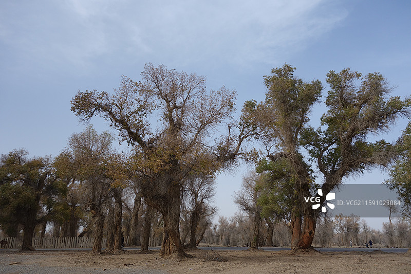 新疆巴音郭楞州轮台县轮台塔里木胡杨林公园图片素材