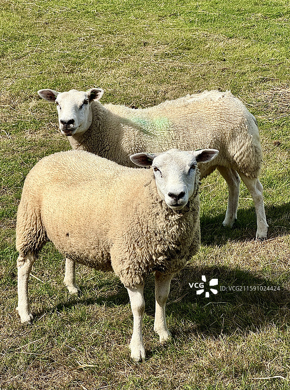 对视。荷兰的羊。图片素材
