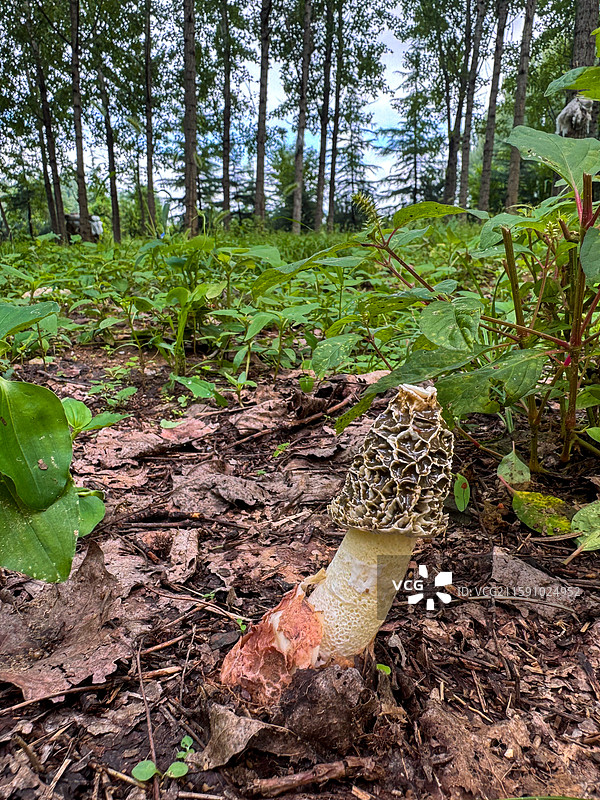 白鬼笔图片素材