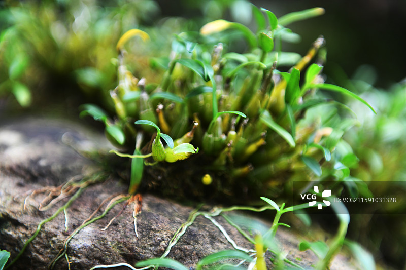 名贵中药材——安徽省六安市霍山县东西溪乡一处原生态霍山石斛基地种植的霍山石斛生长旺盛。图片素材