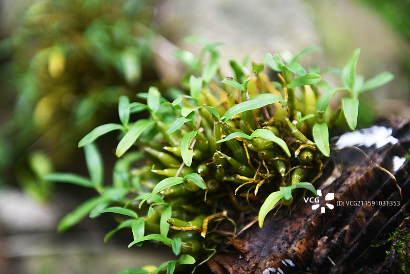 名贵中药材——安徽省六安市霍山县东西溪乡一处原生态霍山石斛基地种植的霍山石斛生长旺盛。图片素材