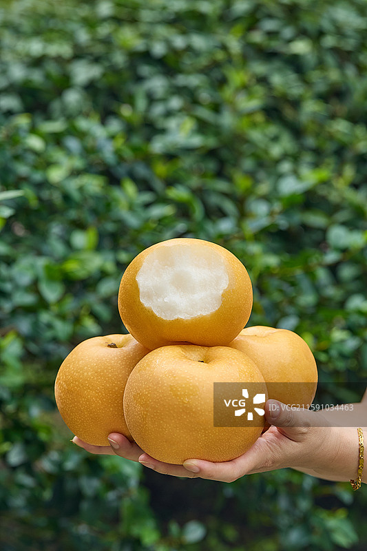 秋月梨 新鲜秋月梨 莱阳秋月梨 秋月梨素材 山东秋月梨 冰糖丰水梨 丰水梨 梨子 黄金梨 黄梨图片素材