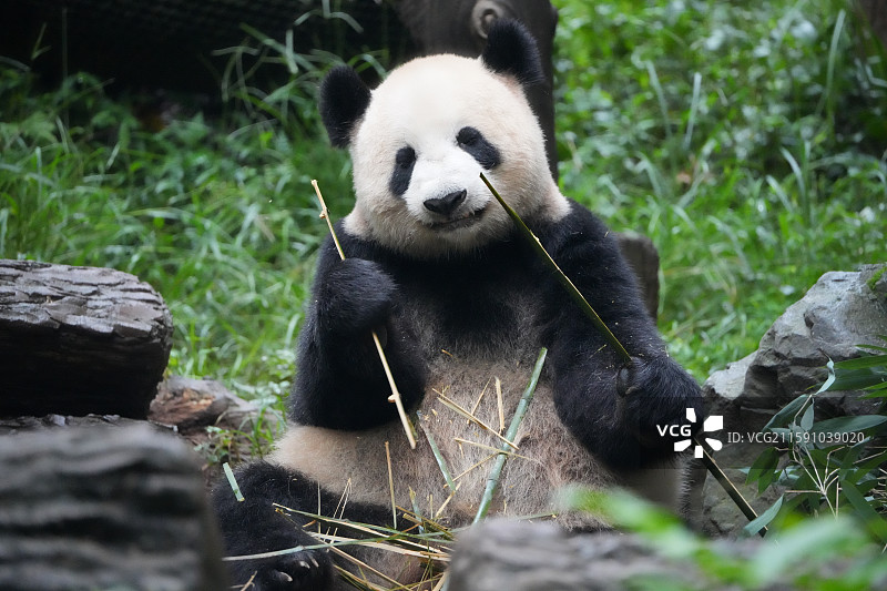 都江堰中华大熊猫苑图片素材