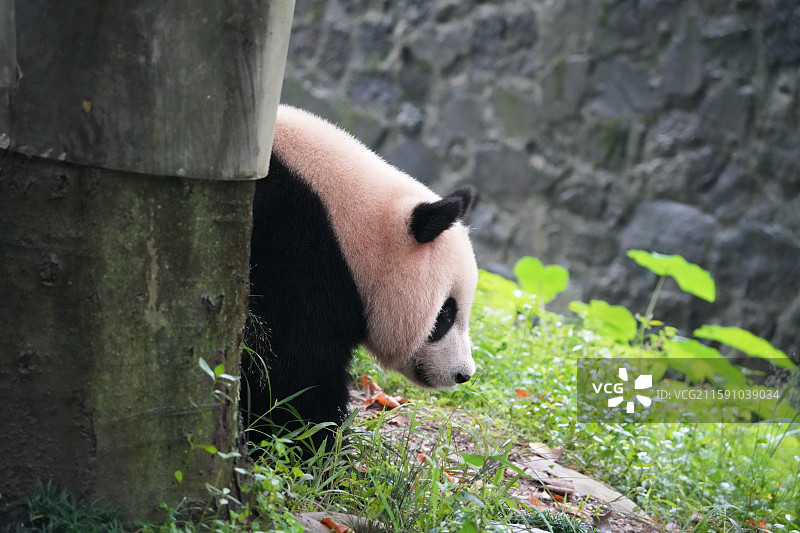 都江堰中华大熊猫苑图片素材