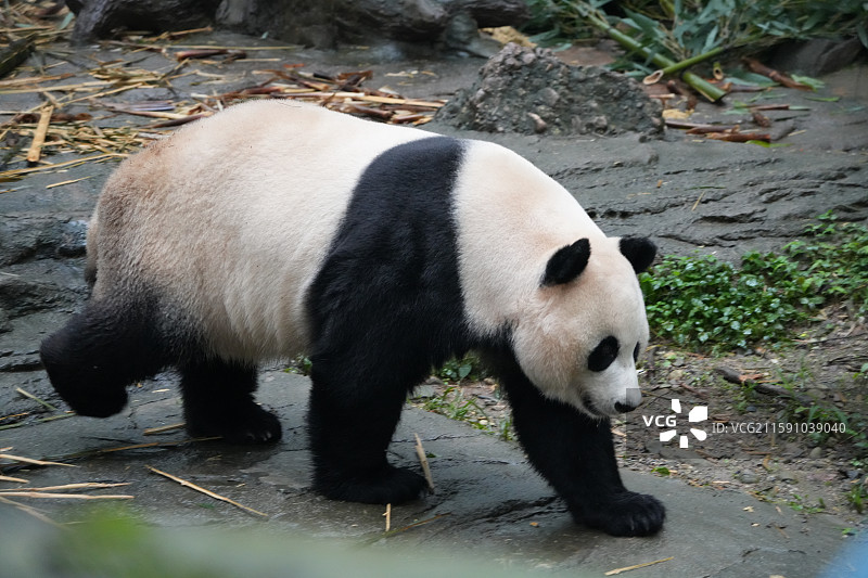 都江堰中华大熊猫苑图片素材
