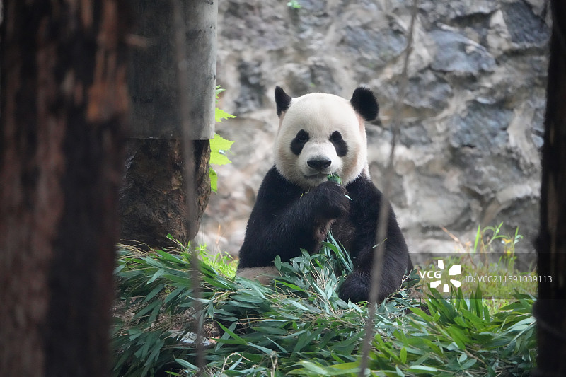 都江堰中华大熊猫苑图片素材